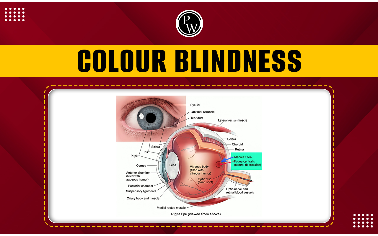 Colour Blindness