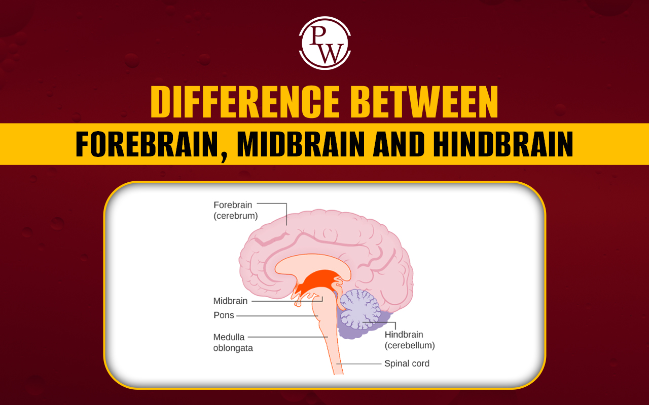 Difference Between Forebrain Midbrain and Hindbrain