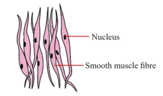 Smooth Muscles