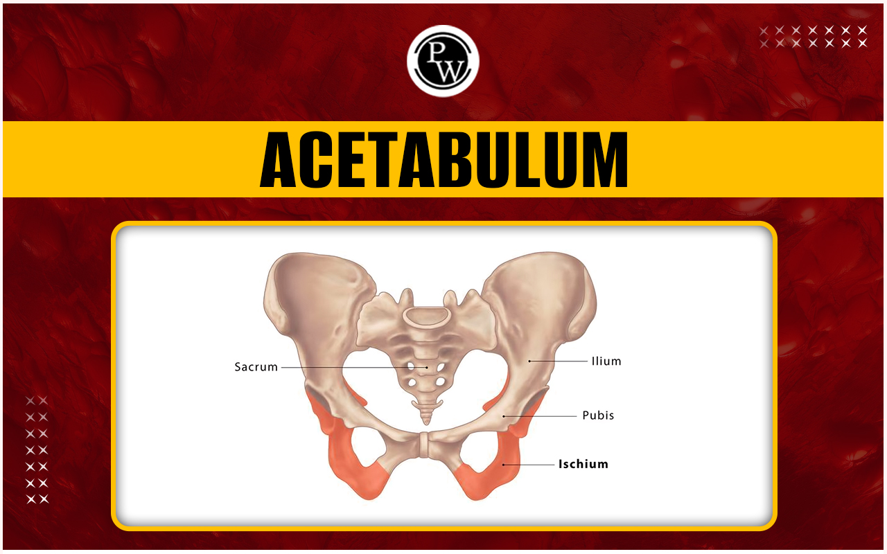 Acetabulum - Diagram, Anatomy, Functions and Injuries
