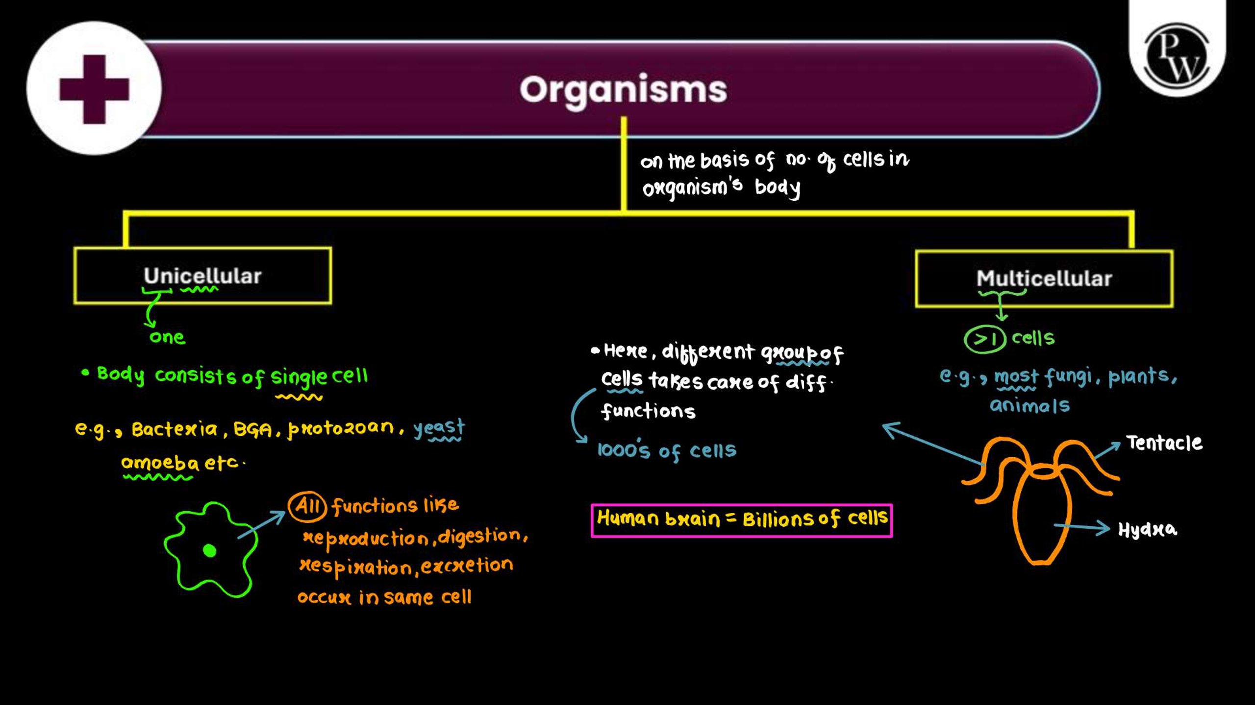 Structural Organization in Animals NEET Notes