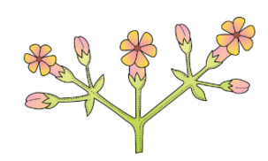 Types of Cymose Inflorescence 
