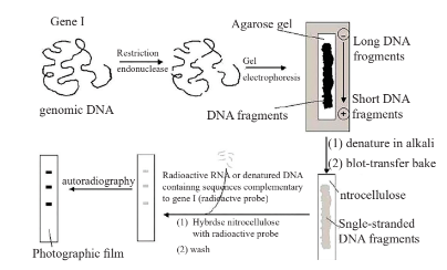 Polymerase Chain Reaction (PCR)