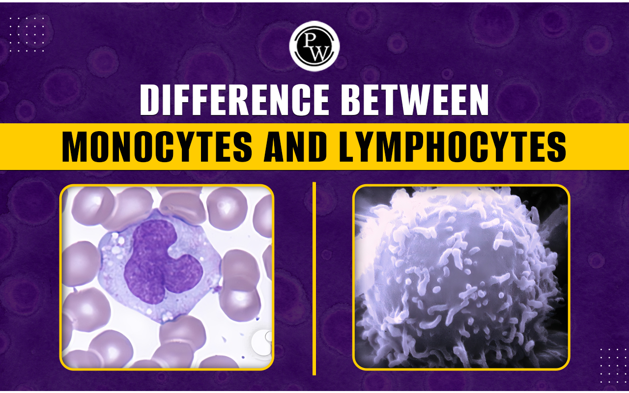 Difference Between Monocytes And Lymphocytes