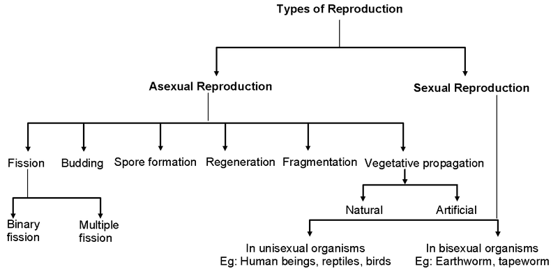 How do organism reproduce Introduction 
