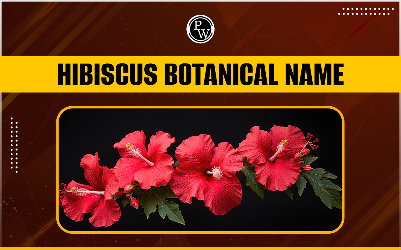 Hibiscus Botanical Name
