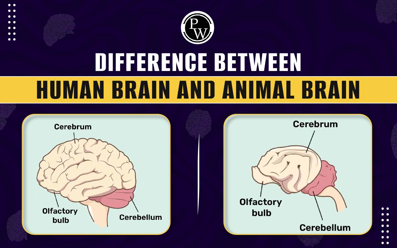 Difference between the Human brain and Animal brain