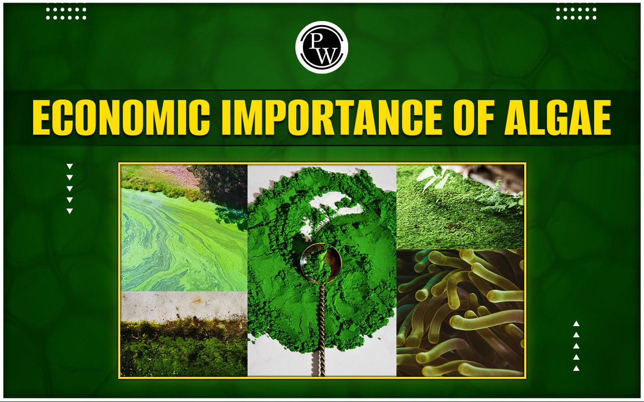 Economic Importance of Algae