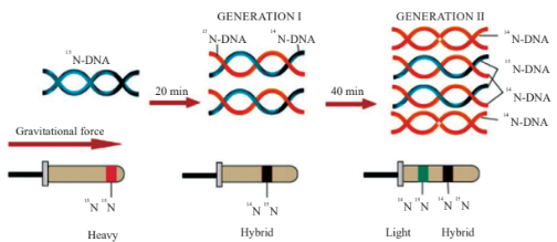 Separation of DNA by Centrifugation