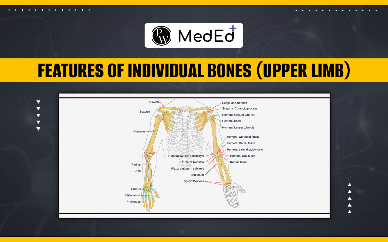 Features of Individual Bones - Upper Limb
