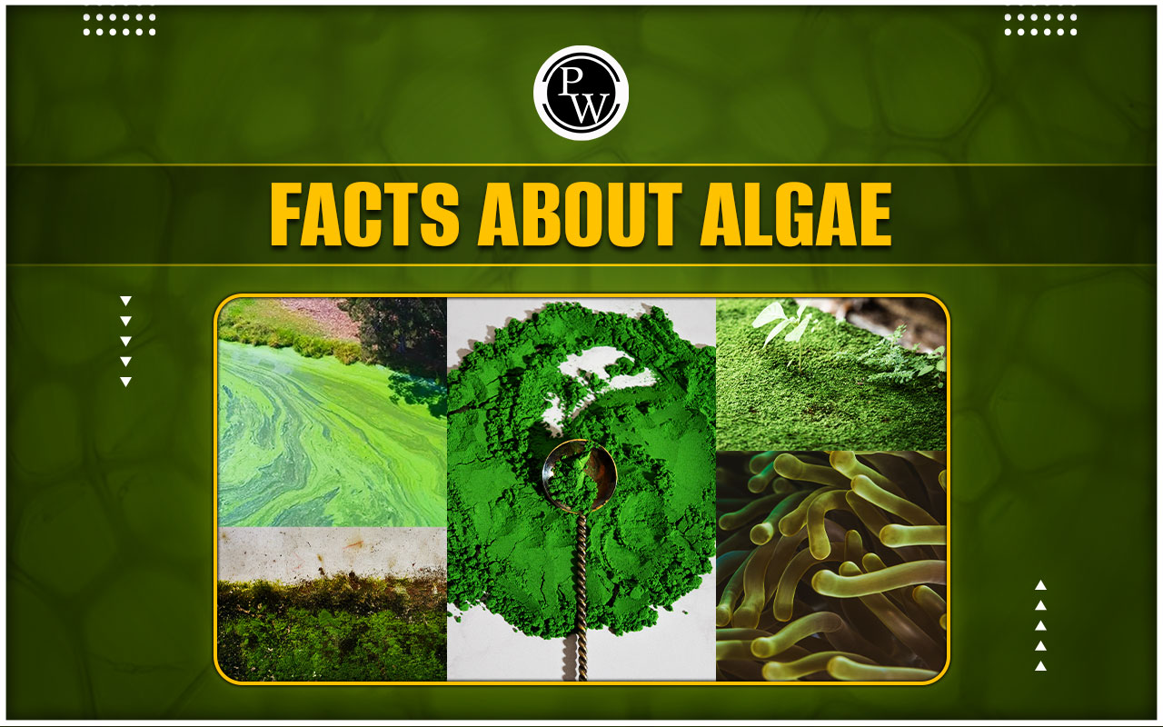 Facts About Algae