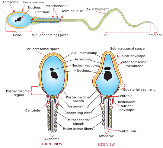Structure Of Spermatozoa