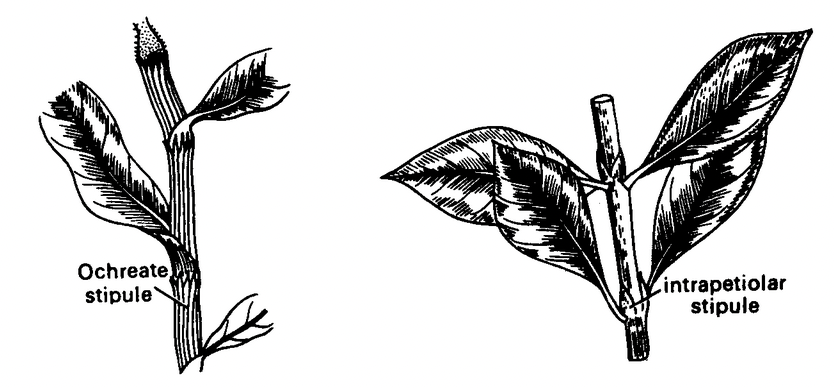 Phyllotaxy