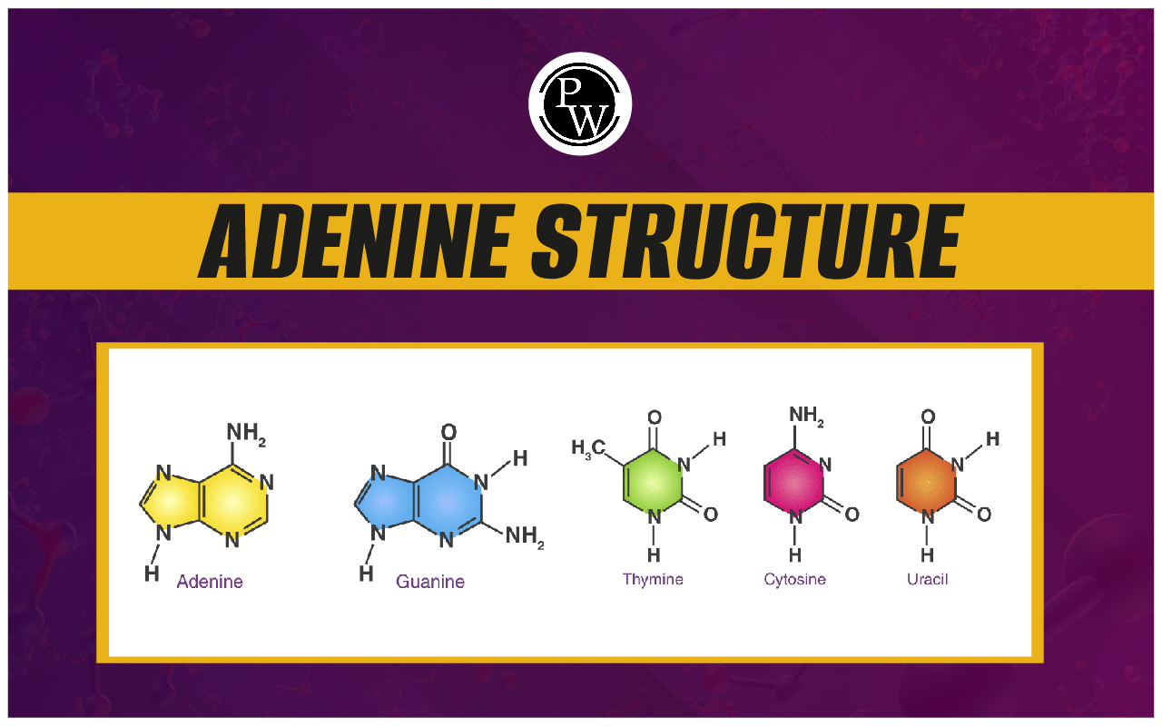 Adenine Structure