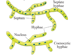 types of hyphae in fungi diagram