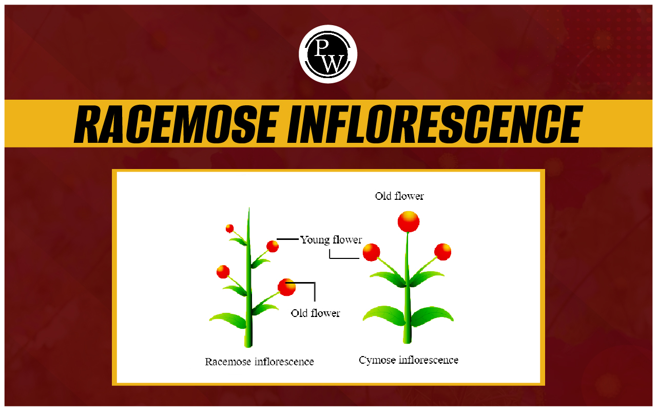 Racemose Inflorescence - Types, Examples and Cymose