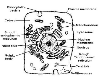 generalized animal cell