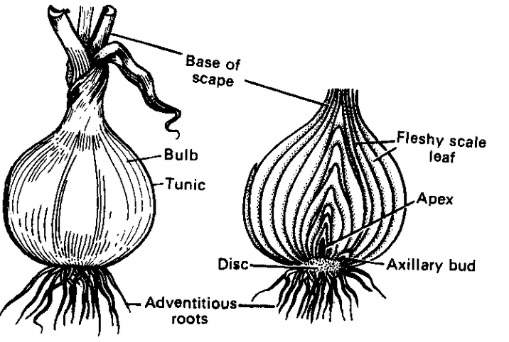 Stem