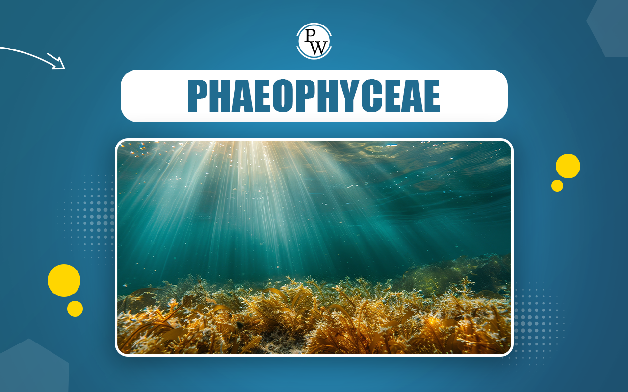 Phaeophyceae, Definition, Characteristics, Reproduction, and MCQs