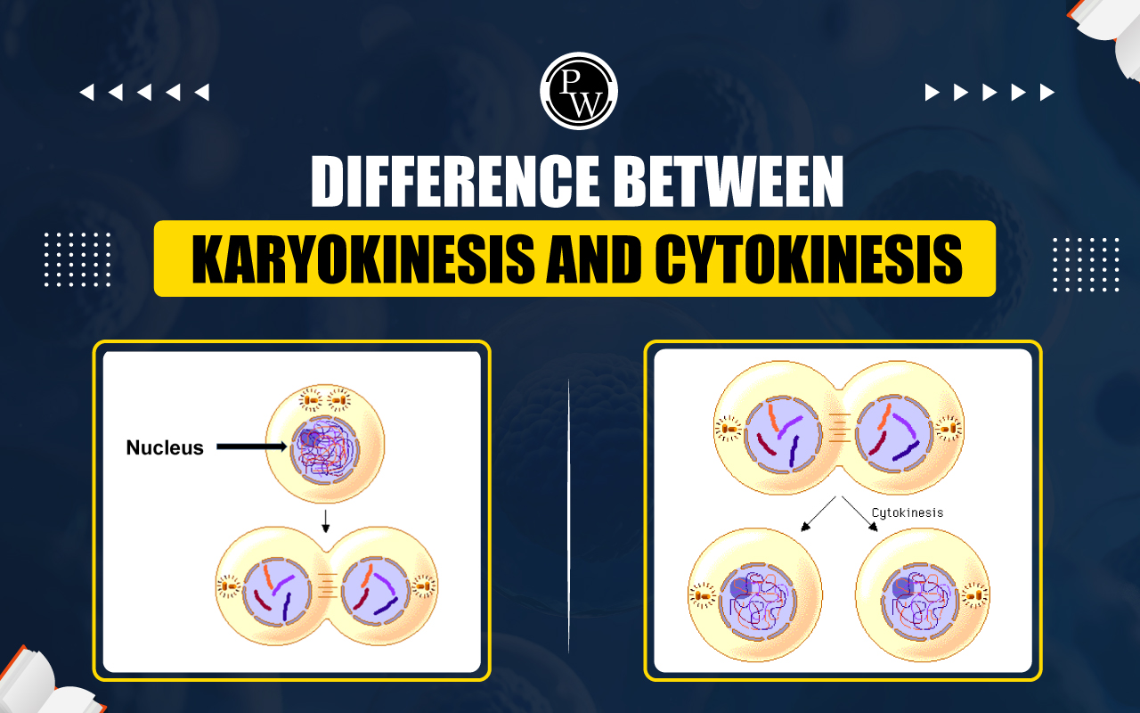 Difference Between Karyokinesis and Cytokinesis