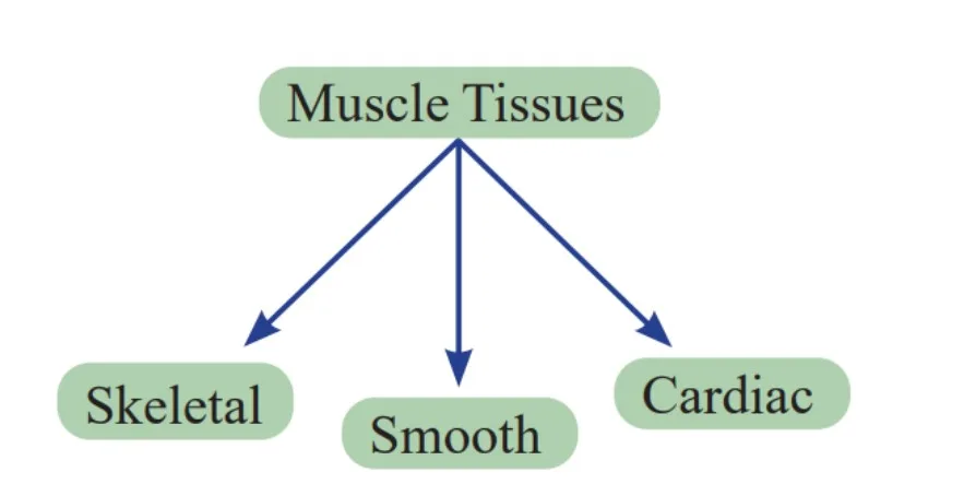 Muscle Tissues 