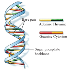 Helical structure of DNA Diagram