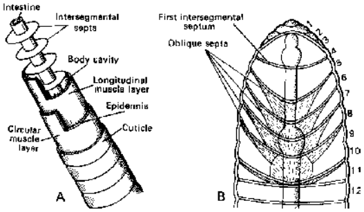 Earthworm Classification and Body wall