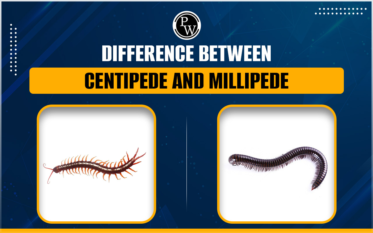 Difference Between Centipede And Millipede
