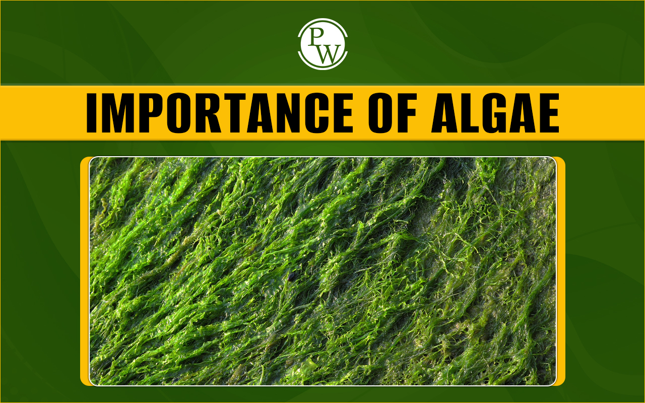 Importance of Algae