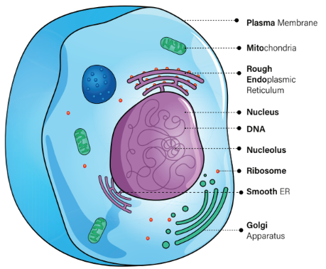 Prokaryotic cell