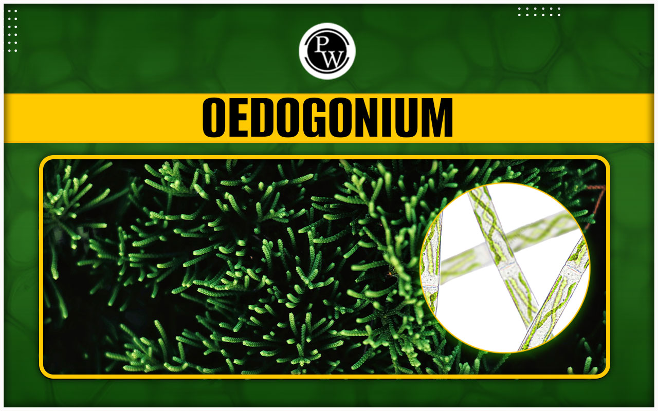 Oedogonium