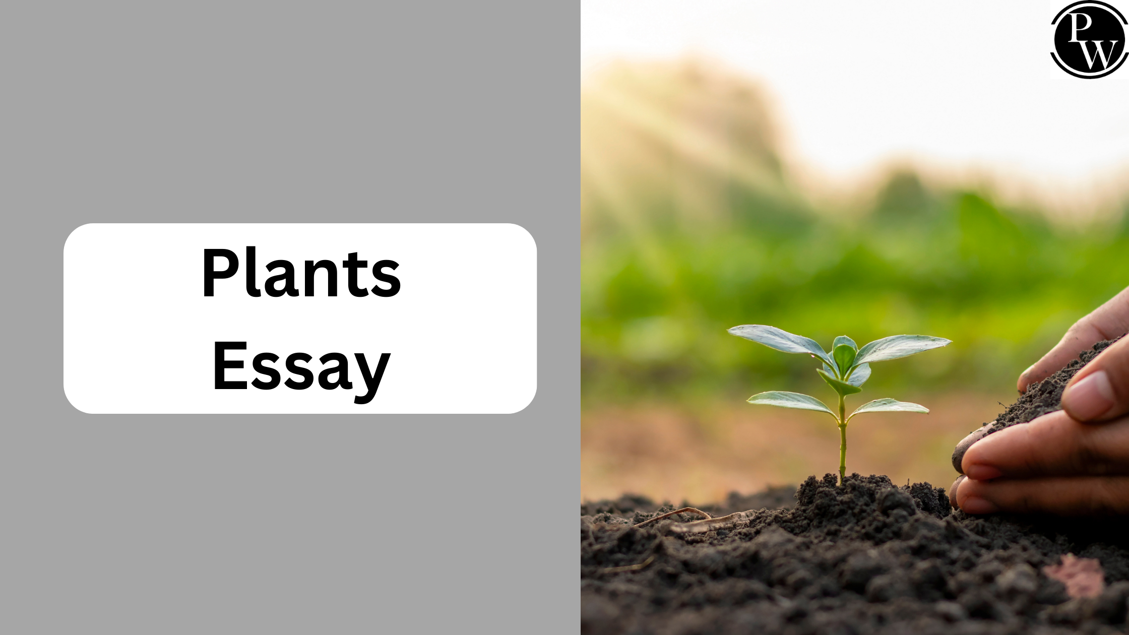 Plants essay