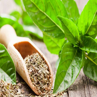 Basil Spices Names