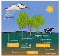 nitrogen cycle example