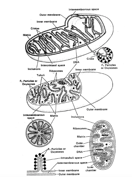 Mitochondria structure 
