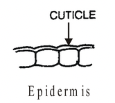 Complex Permanent Tissue