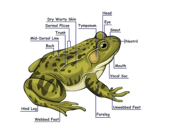 Morphology of Frog