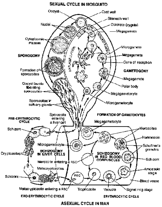 Plasmodium