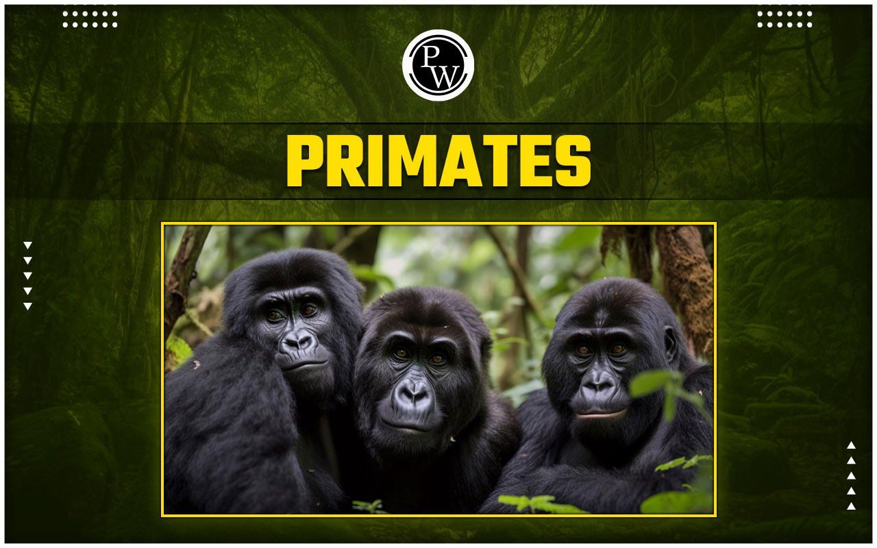 Primates