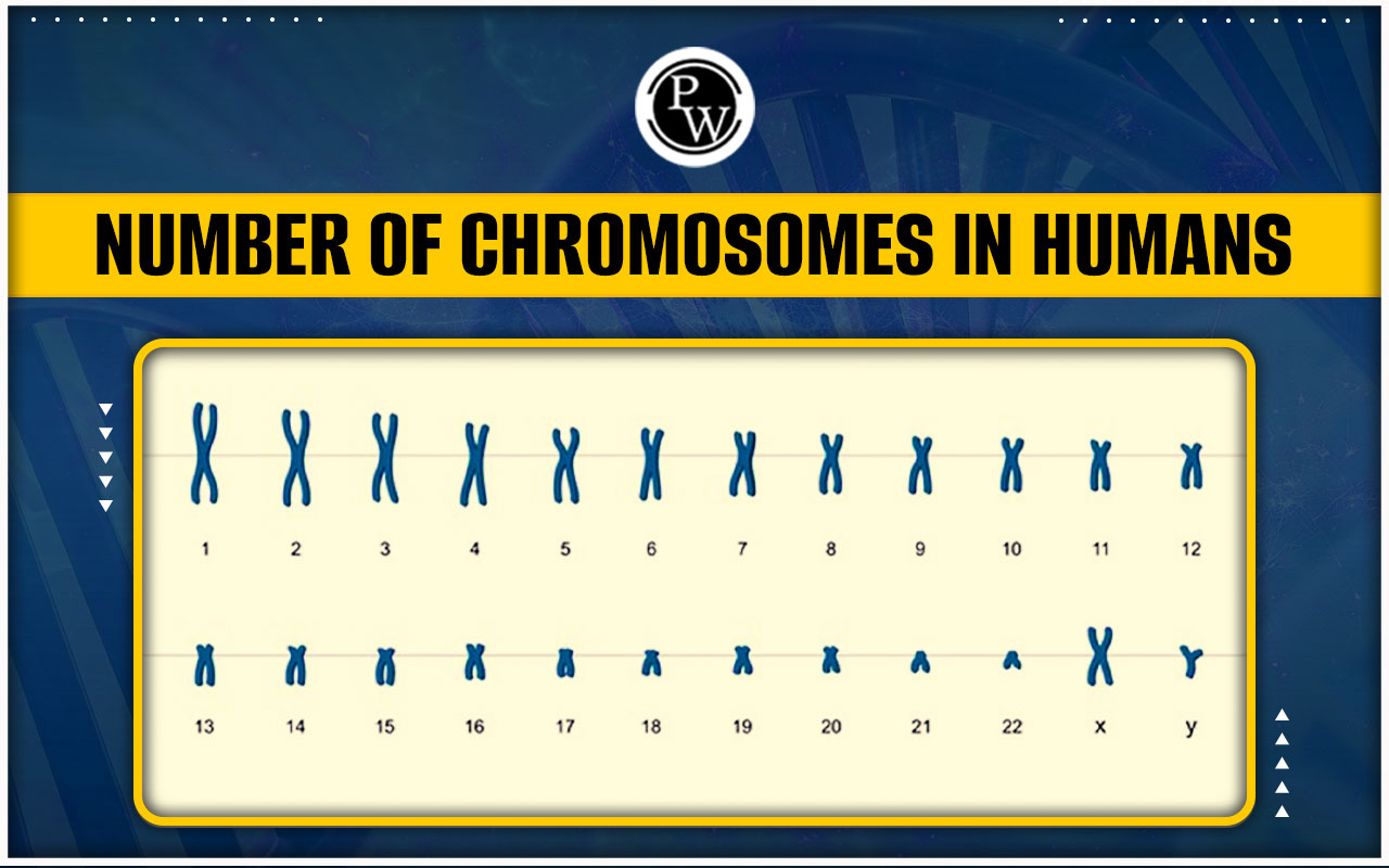 Number of Chromosomes in Humans