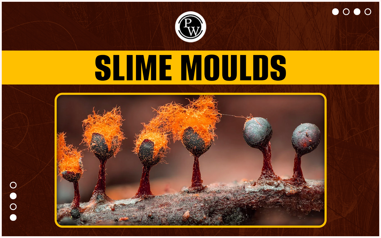 Slime Moulds - Classification, Characteristics, and Life Cycle