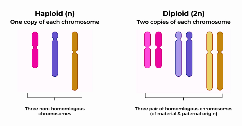 haploid diagram