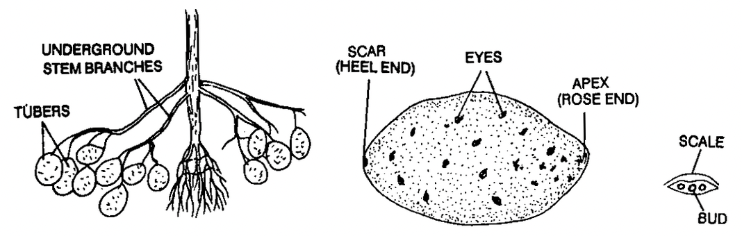 Stem