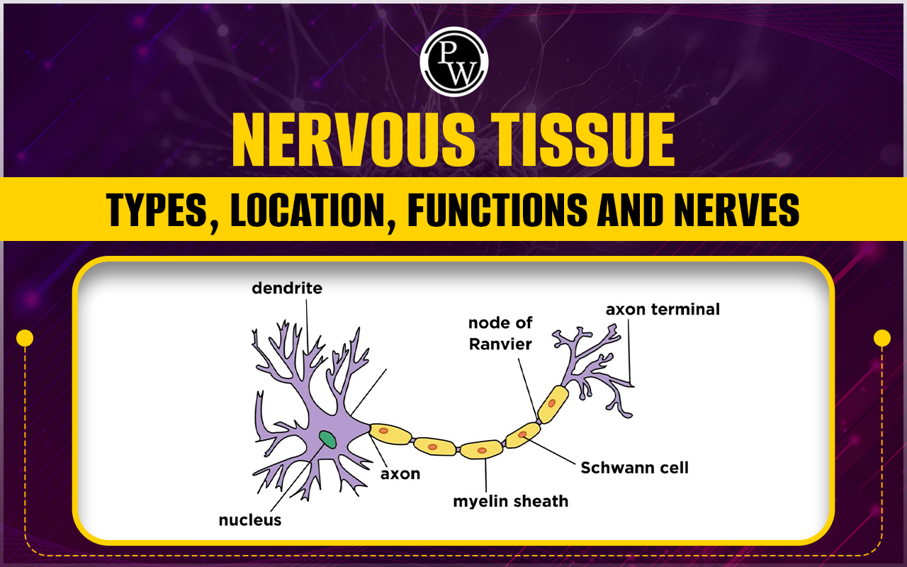 Nervous Tissue, Diagram, Types, Location, Functions and Nerves