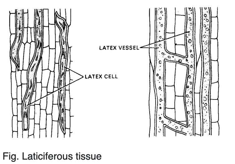 Complex Permanent Tissue