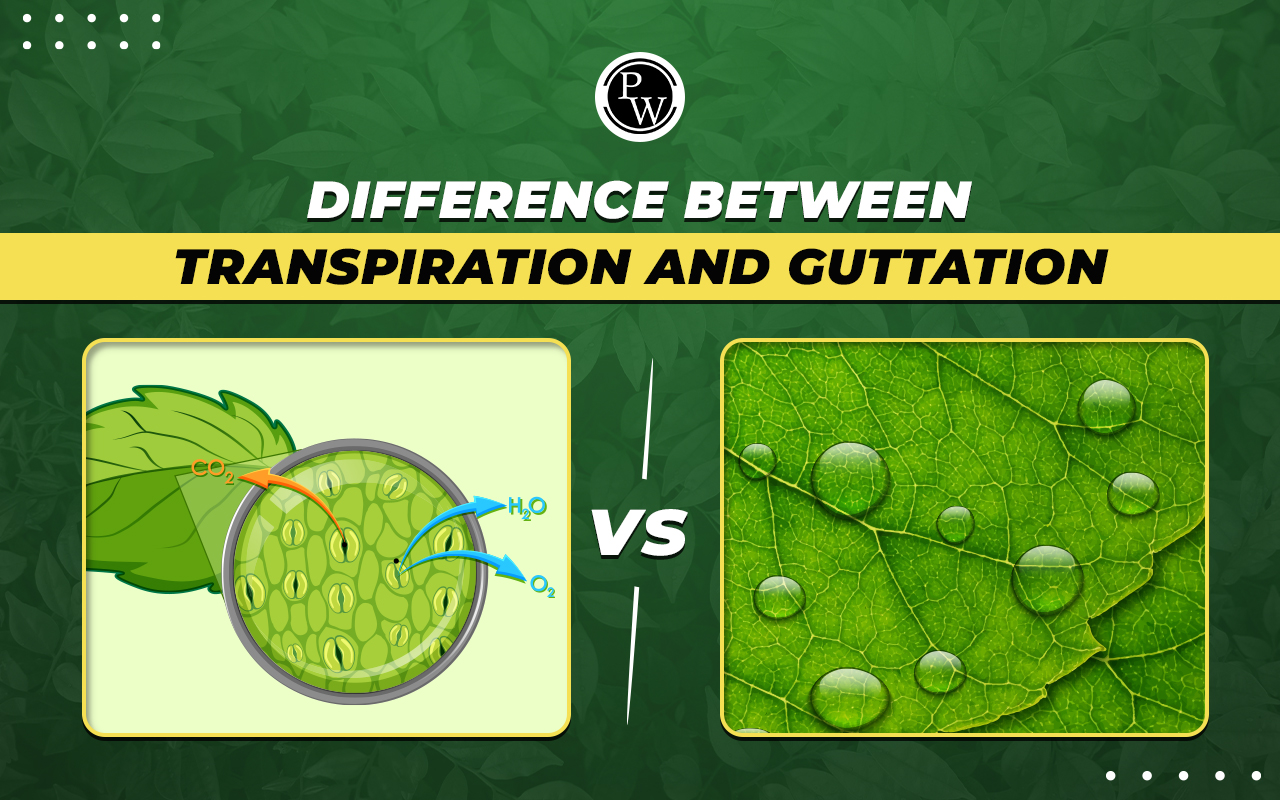 Difference Between Transpiration and Guttation