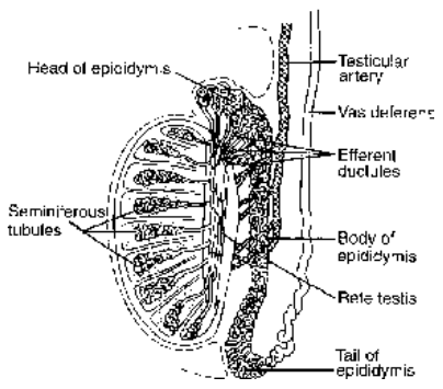 Reproductive System Of Mammals