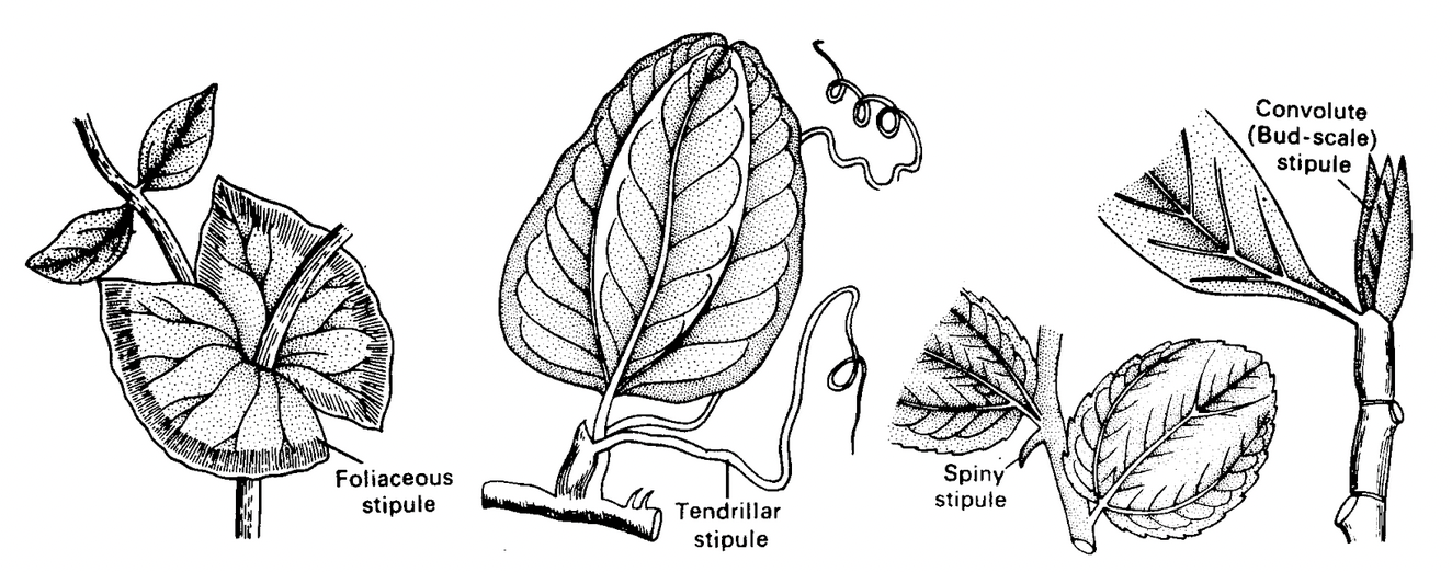 Phyllotaxy
