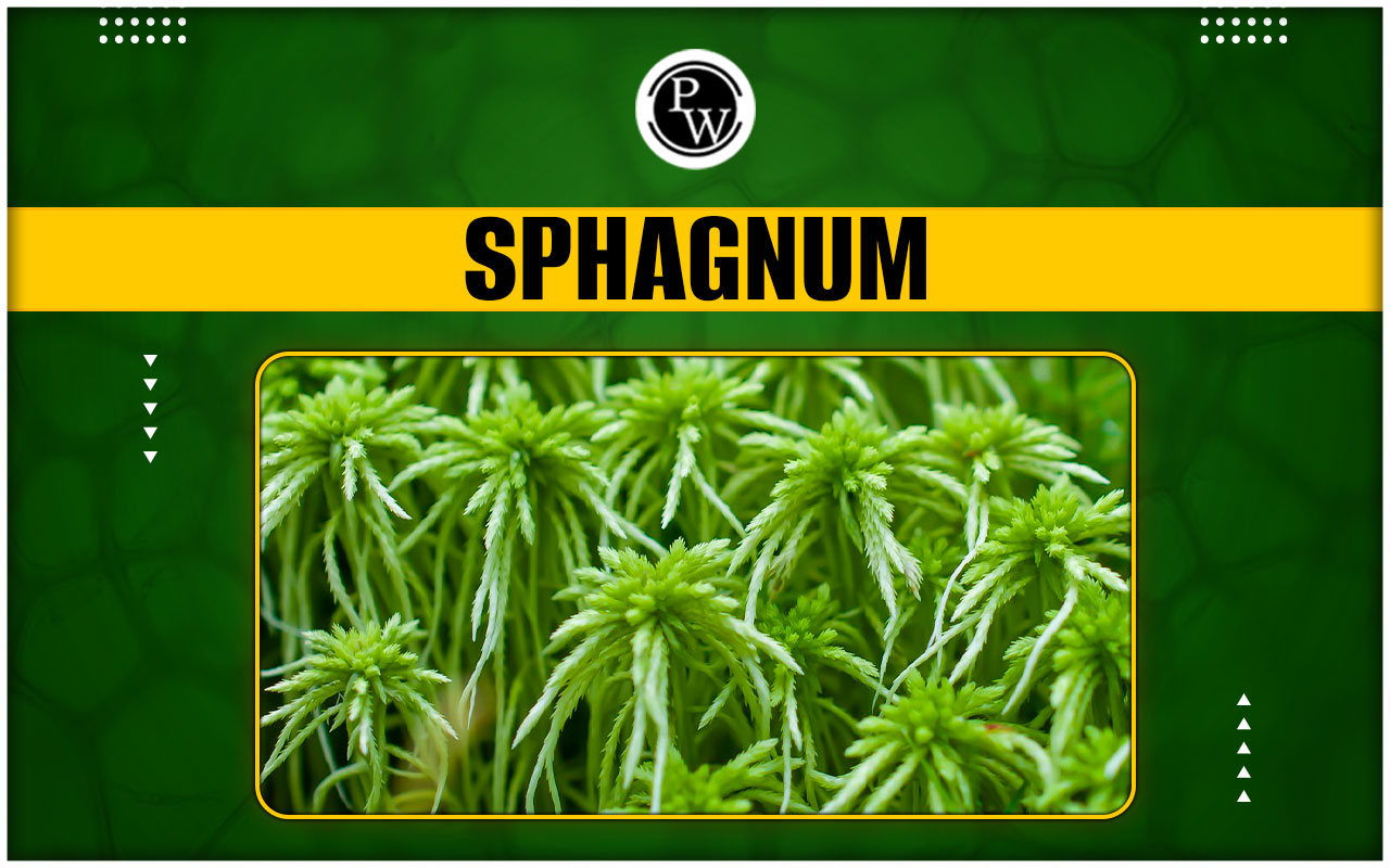 Sphagnum - Diagram, Classification, Uses, Reproduction and Life Cycle