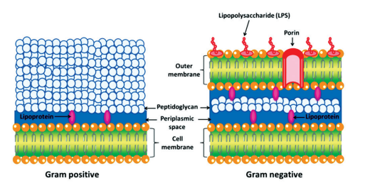 Gram Staining